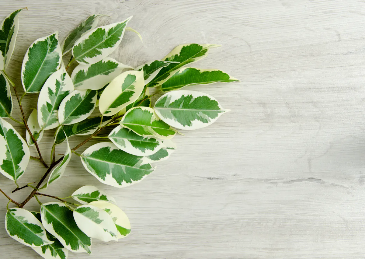 plante toxique pour les chiens