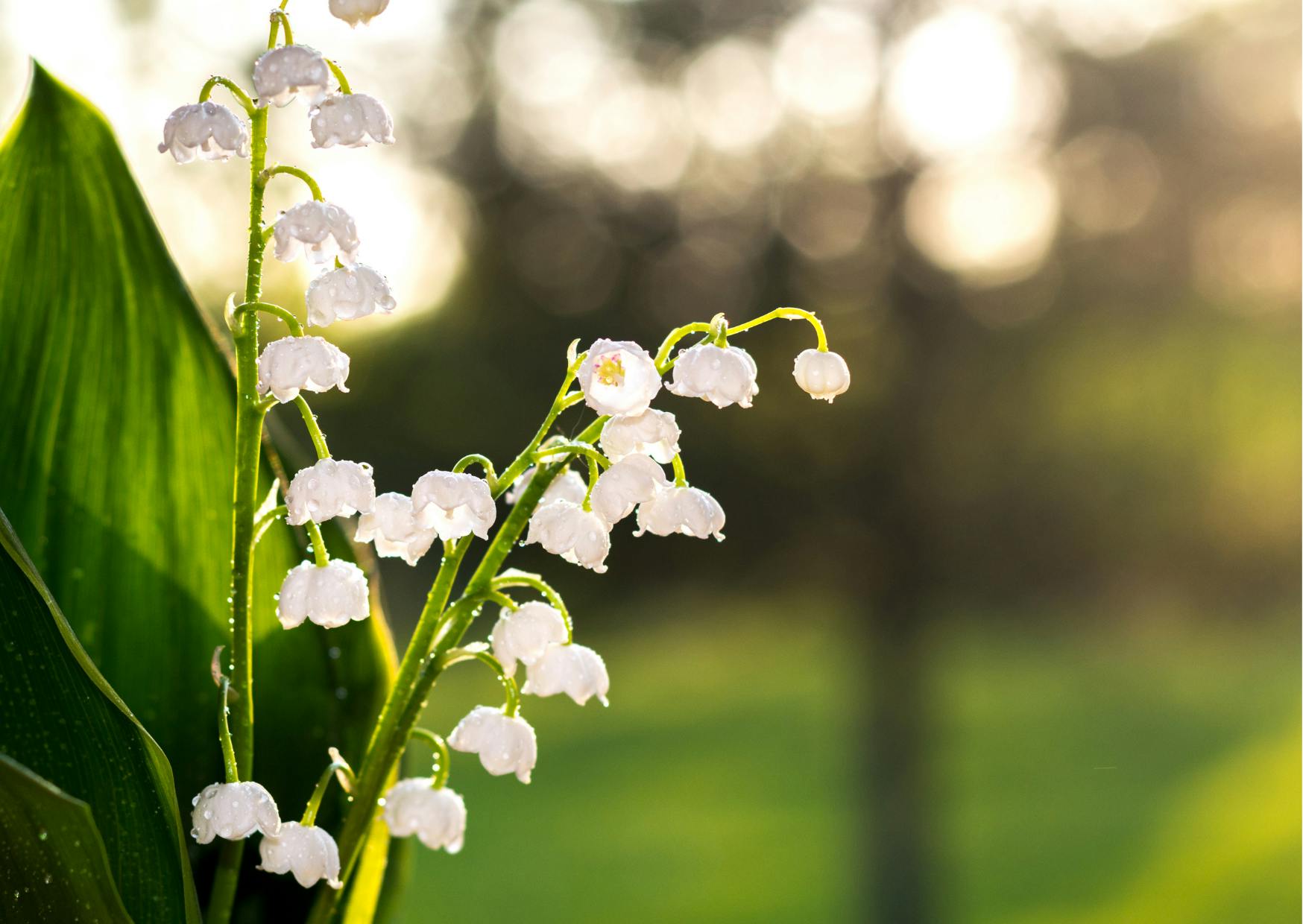 brins de muguet 