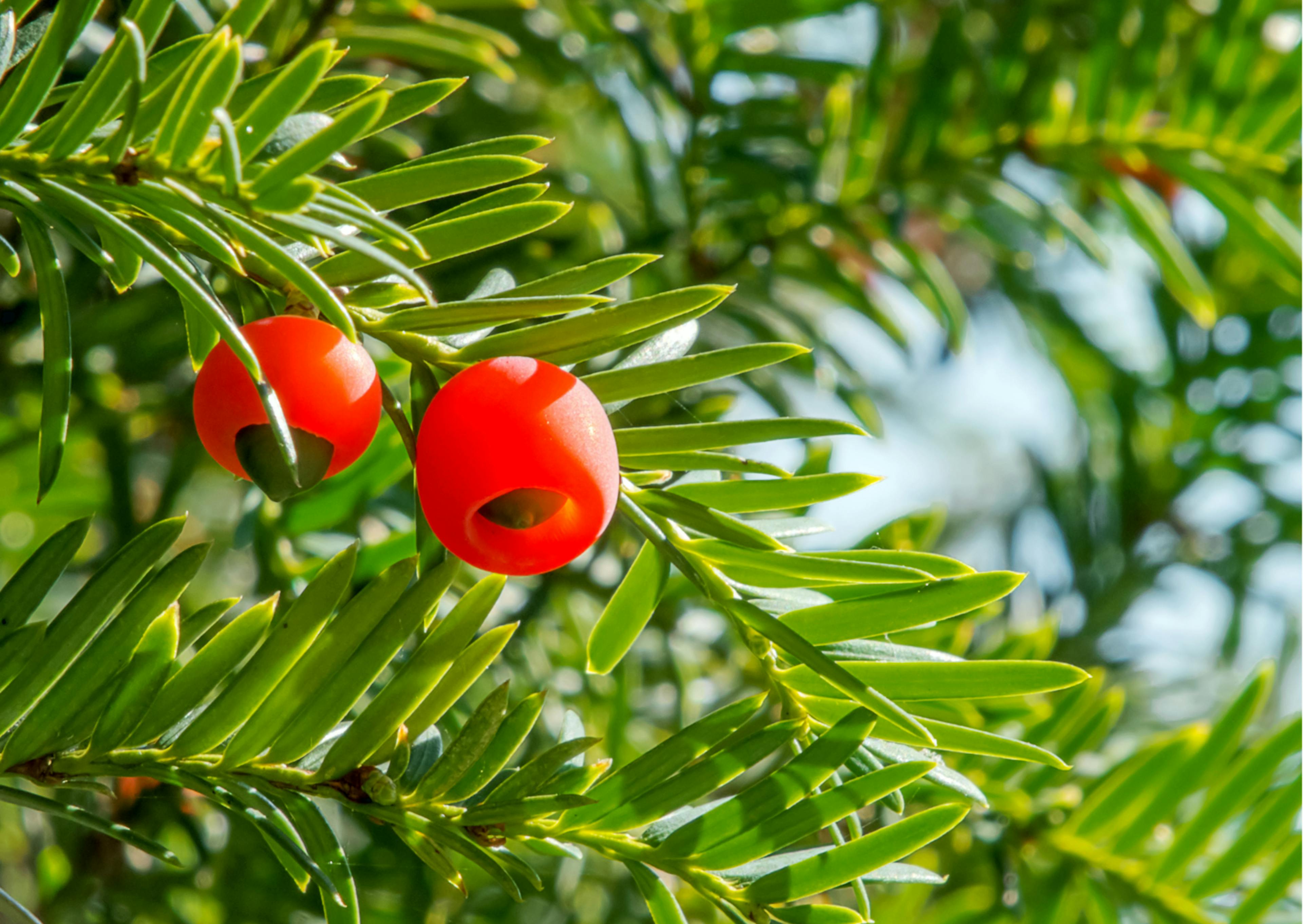 If avec ses fruits toxiques rouges 