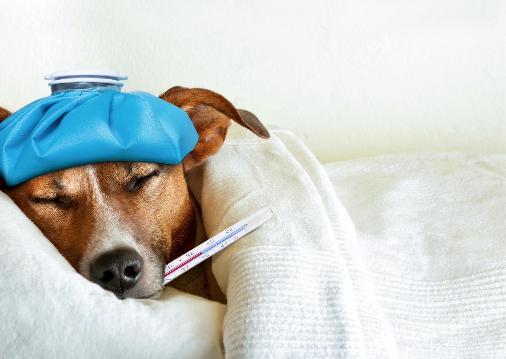 chien malade couché dans un lit avec le thermomètre dans la bouche