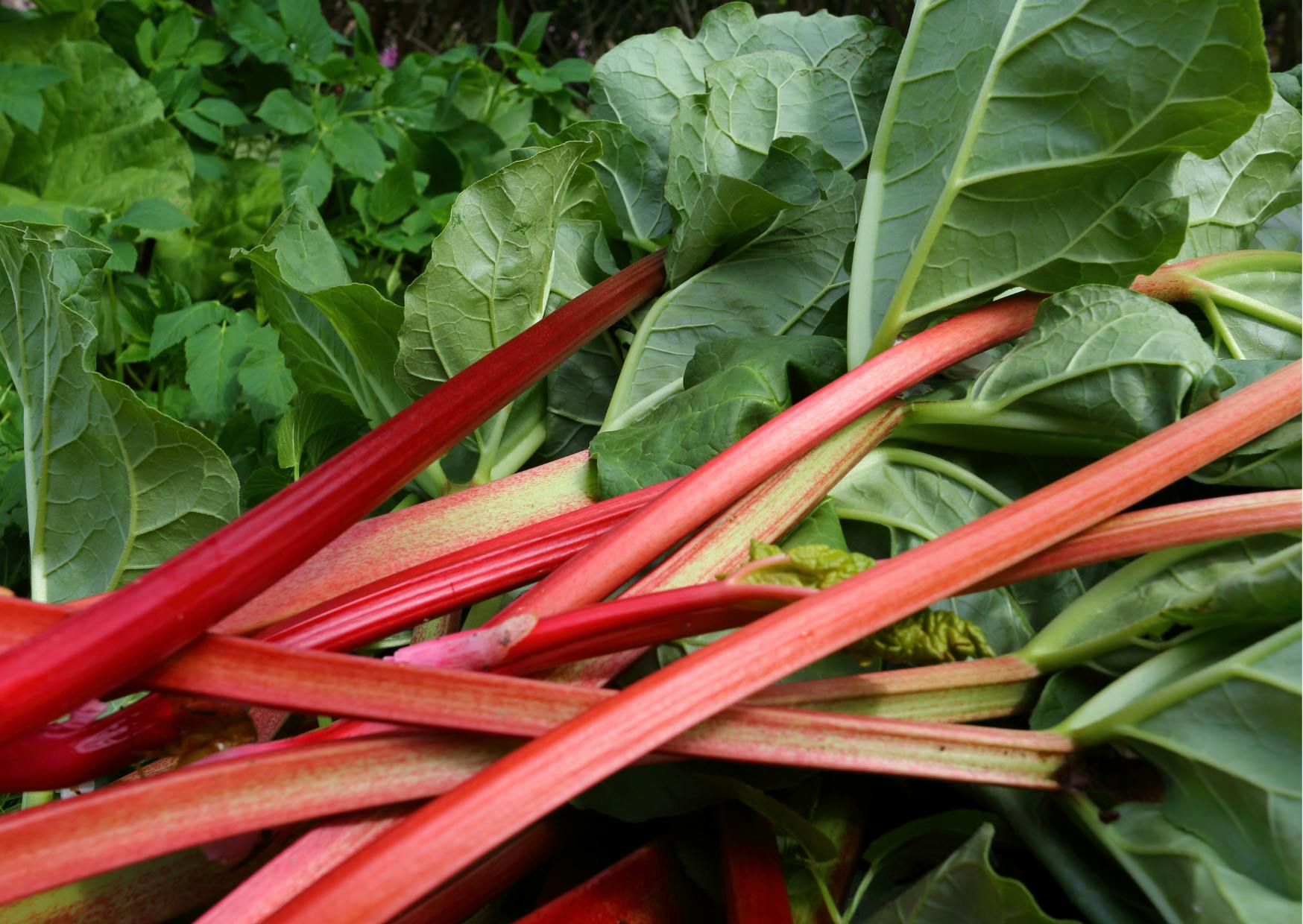 rhubarbe