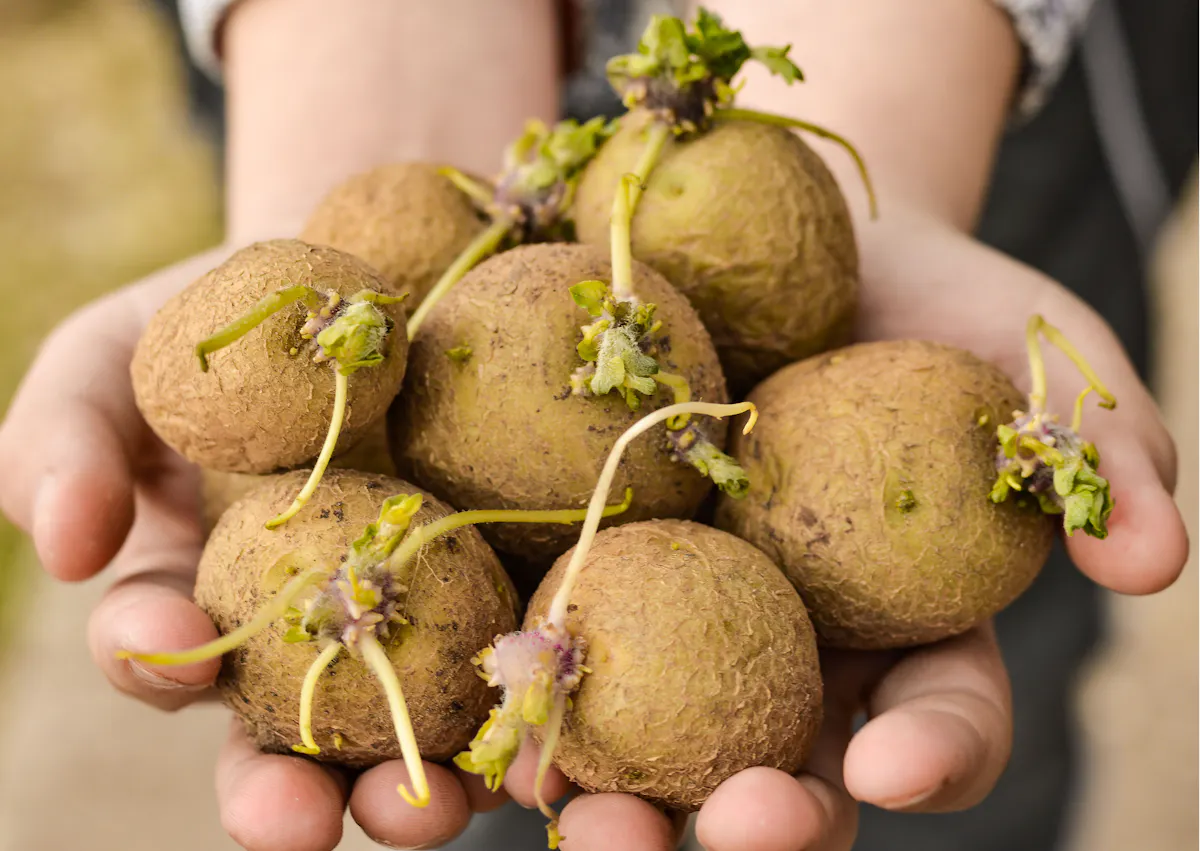 pommes de terre germées