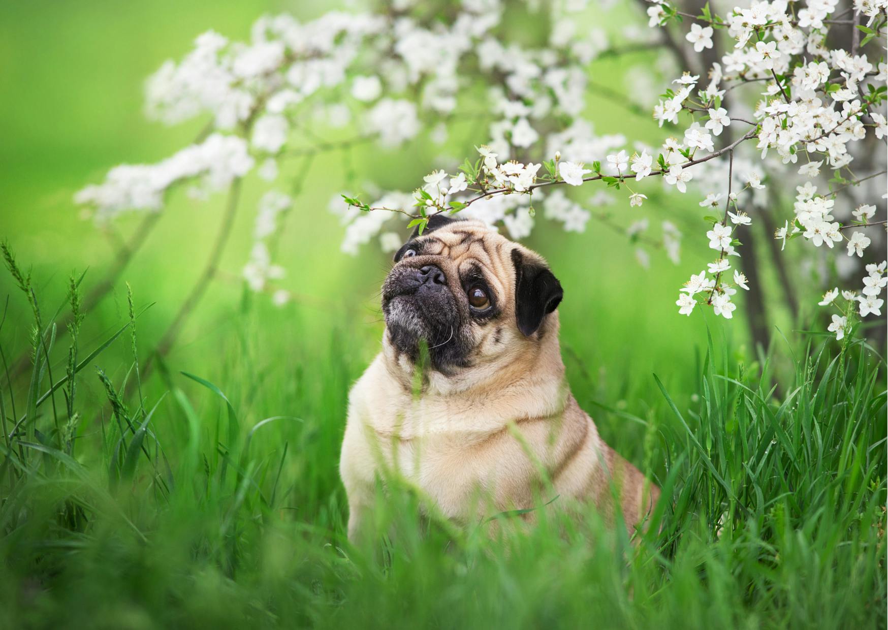 chien carlin sous un arbre en fleurs