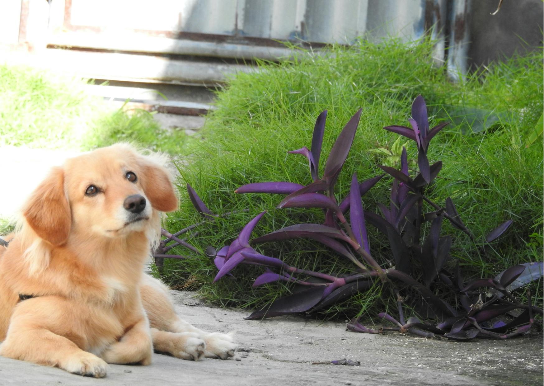 chien allongé à côté de plantes