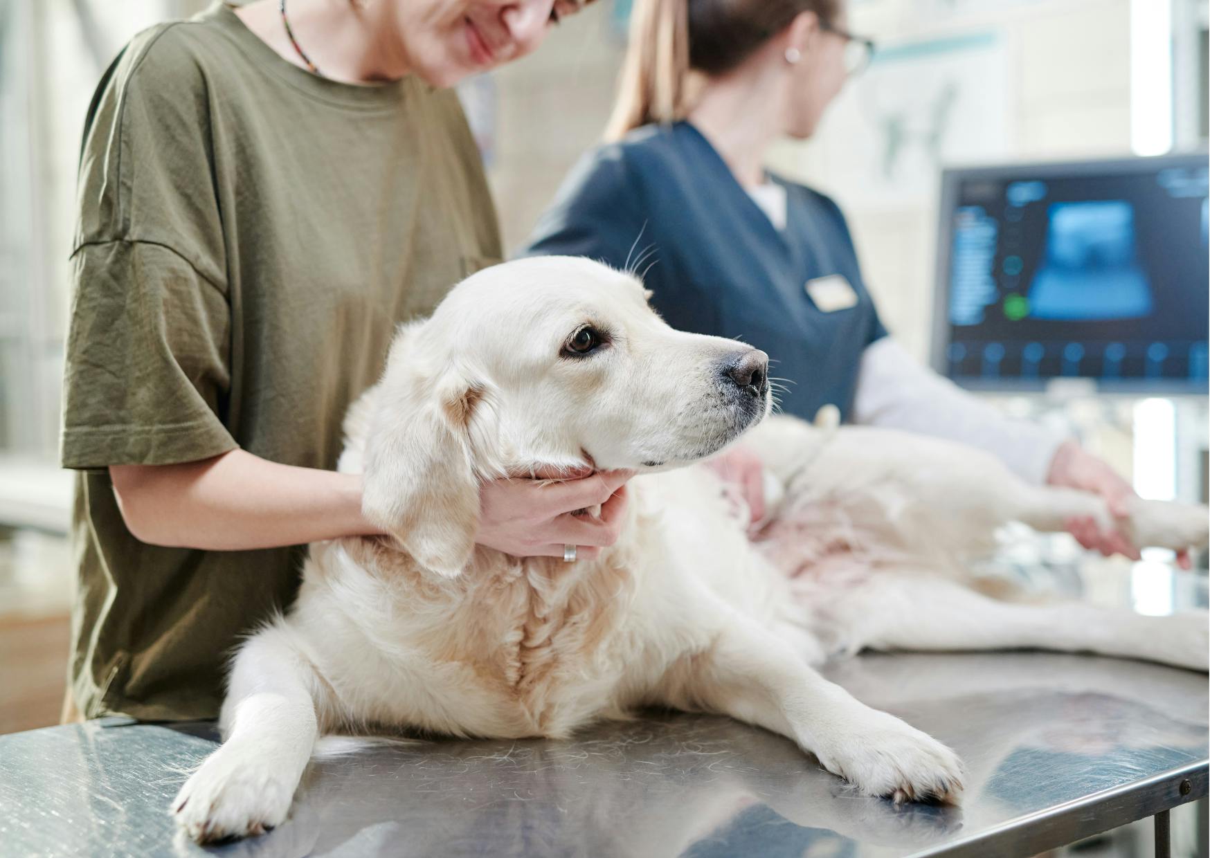 chien golden retriever chez le vetérinaire 