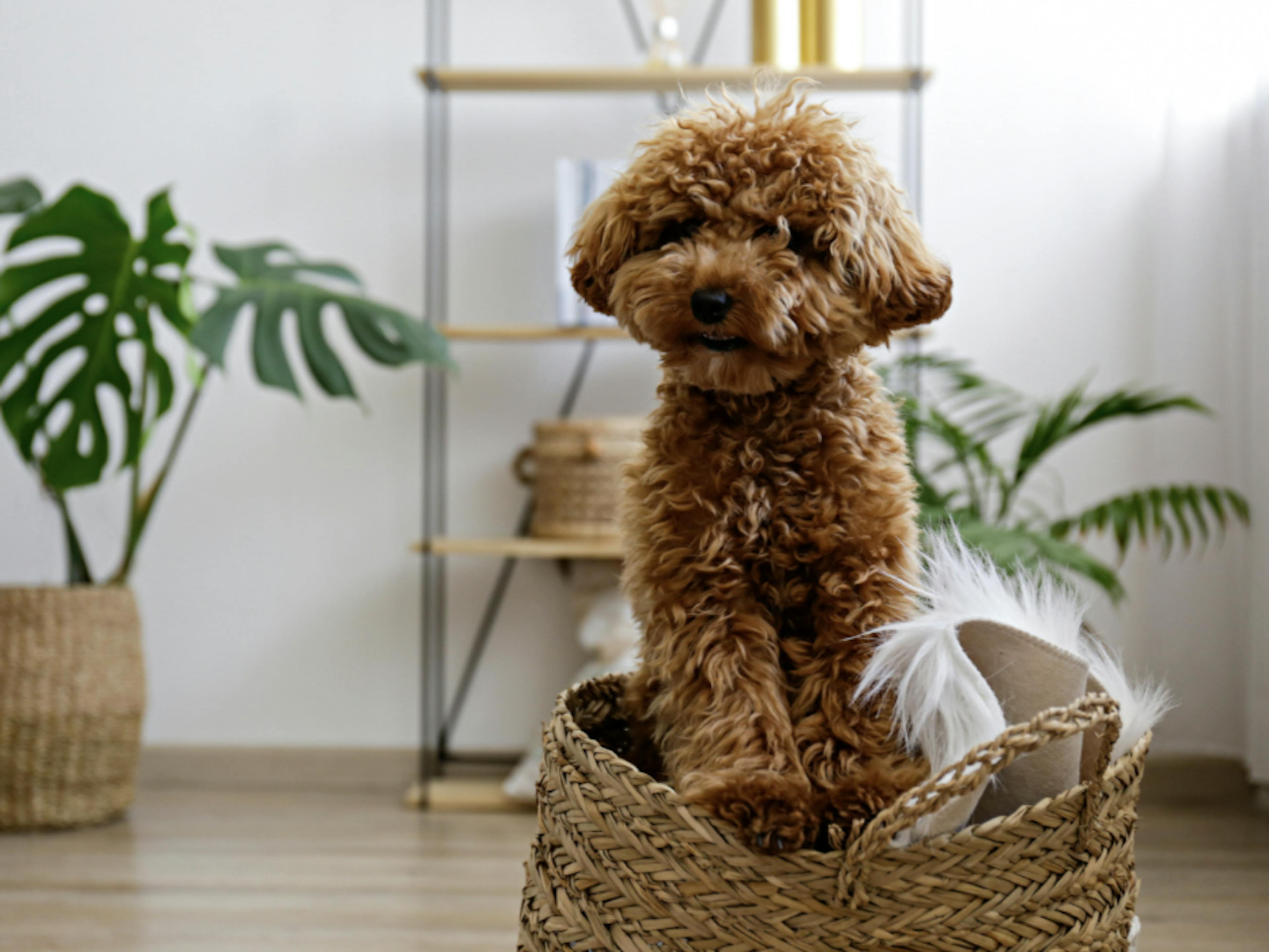 Caniche dans un sac en osier 