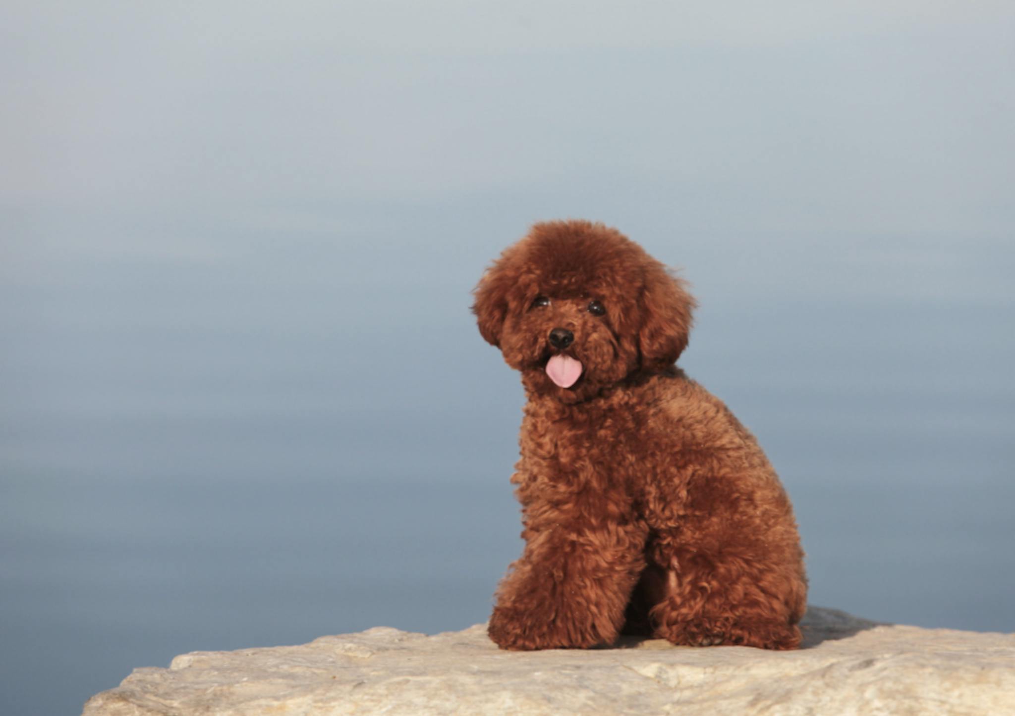 Caniche assis sur une falaise au bord de la plage