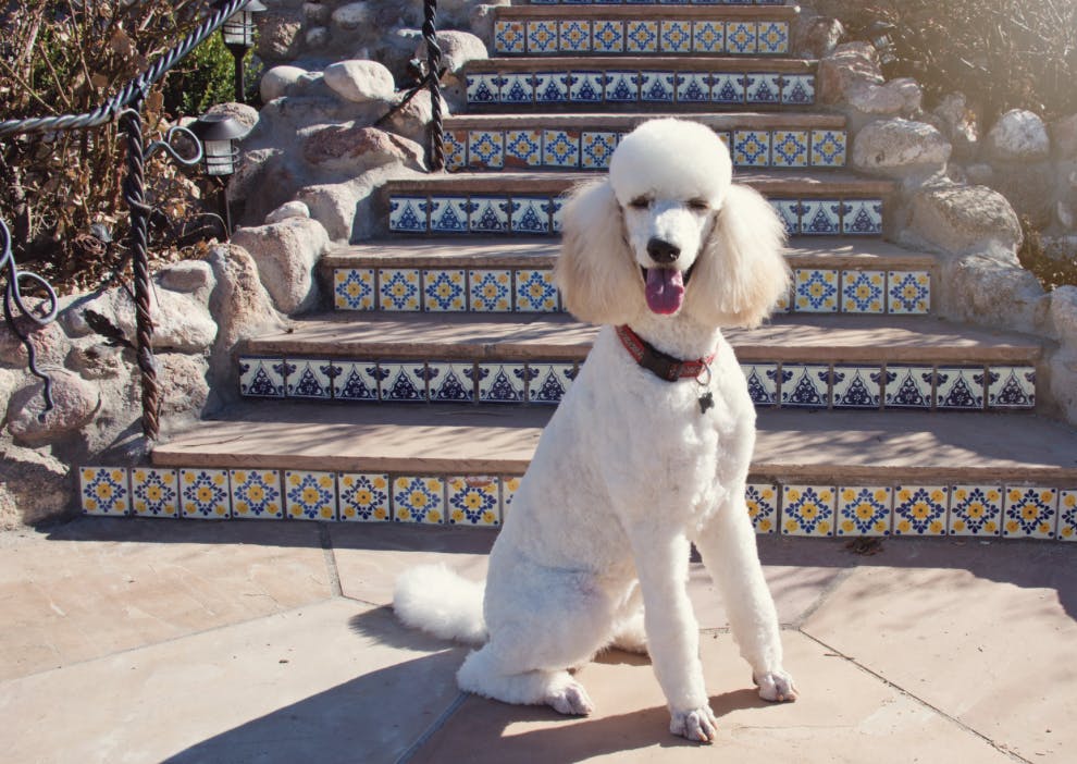 Majestueux Caniche Royal blanc