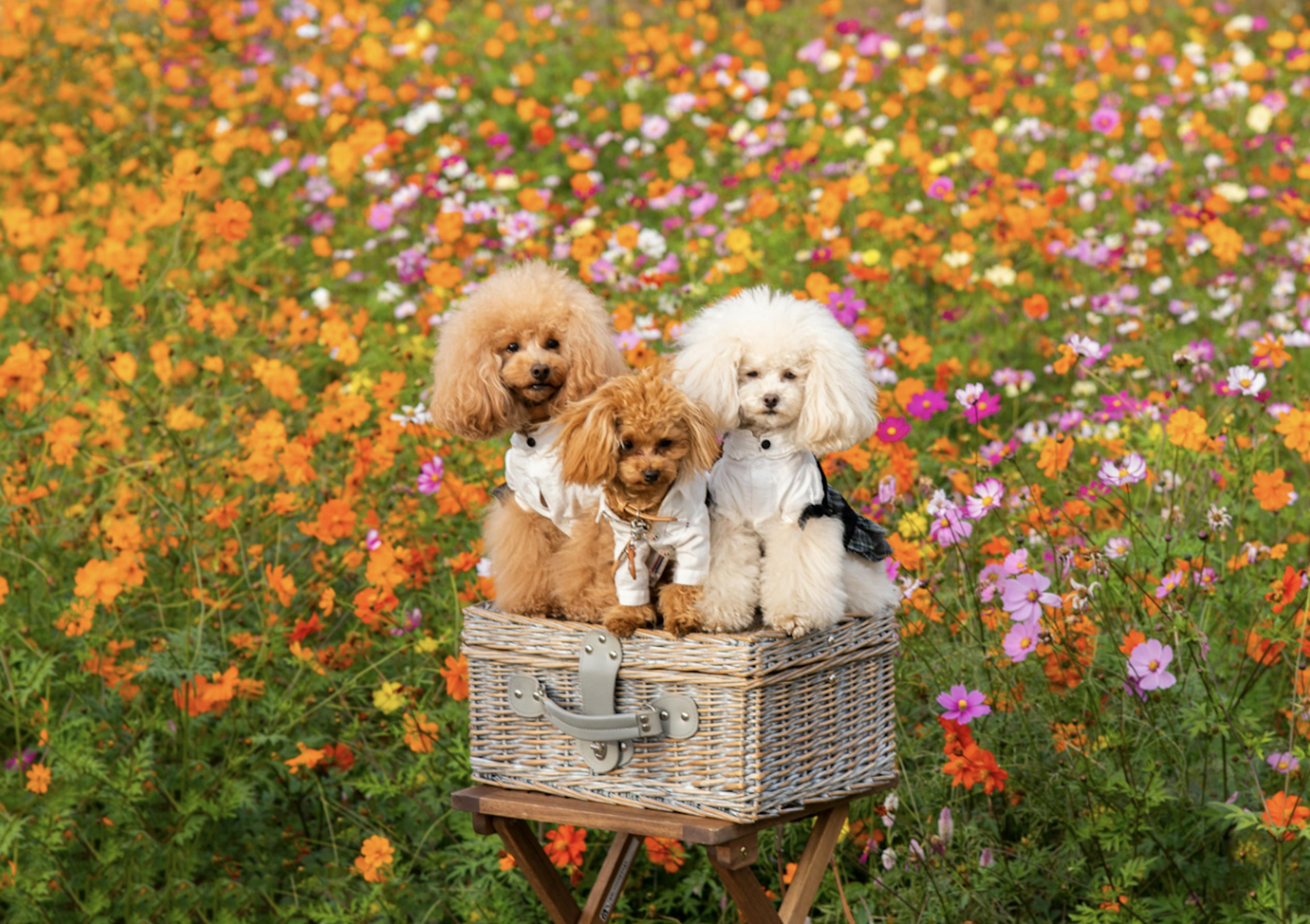Trois caniches assis dans un panier en osier dans un champ de fleurs 