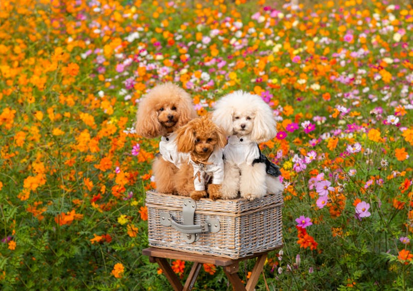Trois caniches assis dans un panier en osier dans un champ de fleurs 