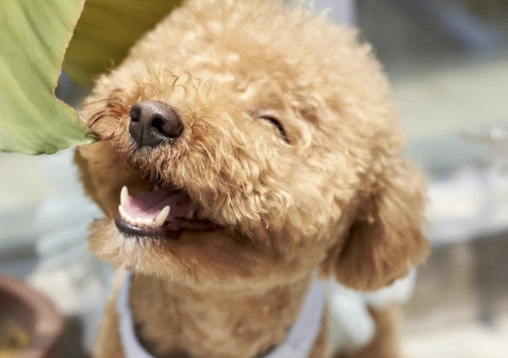 Caniche Toy qui sourit
