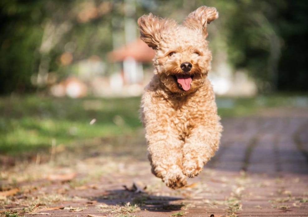 Caniche Toy qui court comme un petit fou