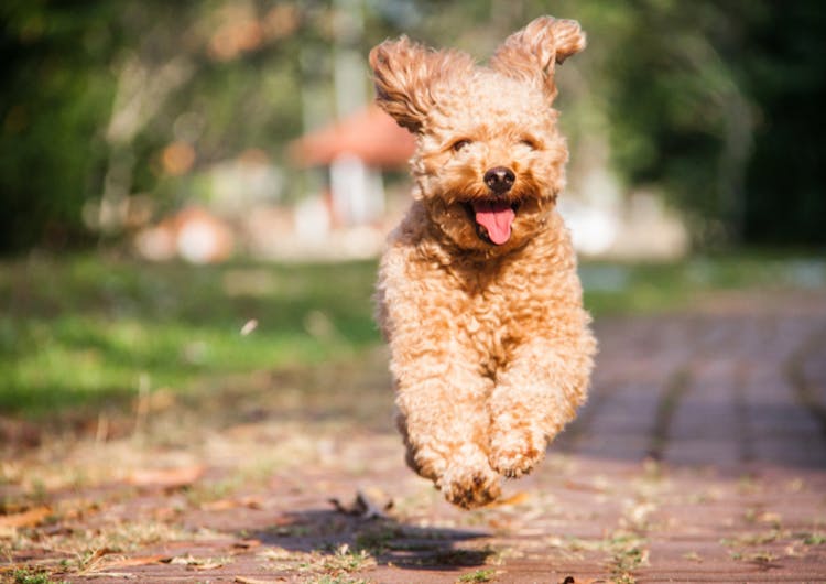 Caniche Toy qui court comme un petit fou 