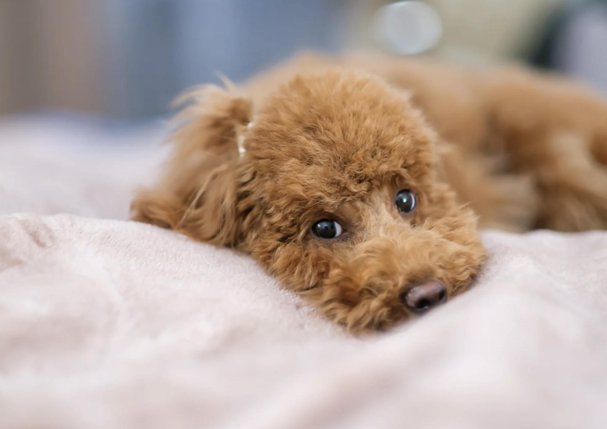 Caniche toy couché sur un coussin