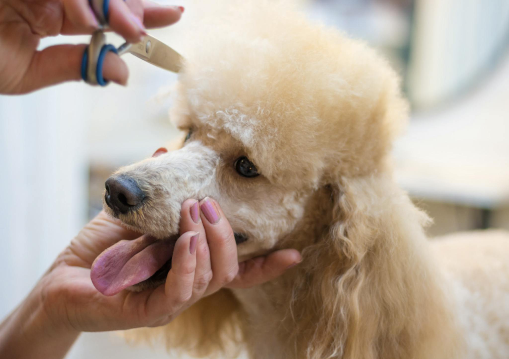 caniche qui se fait toiletter 