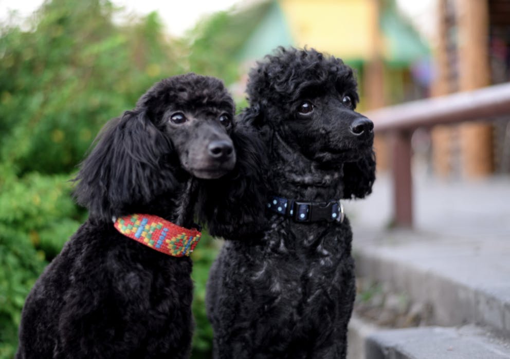 Deux beaux caniches noirs
