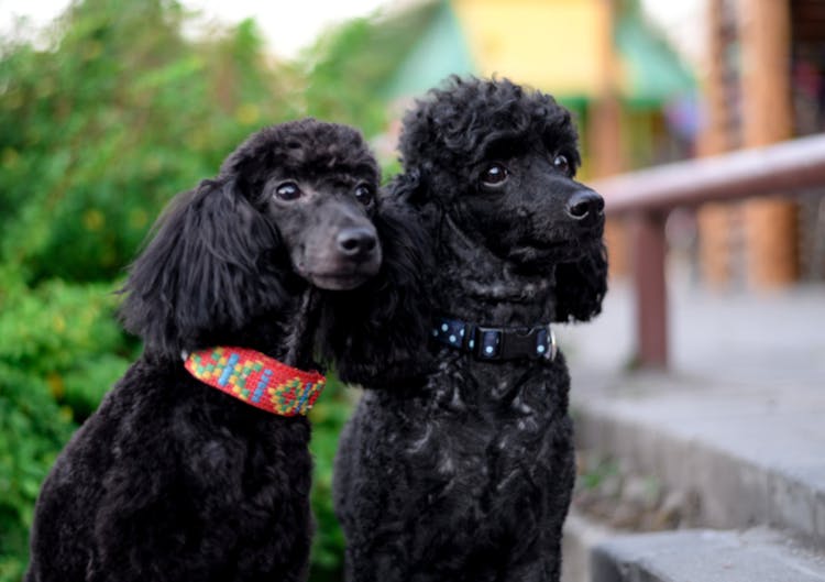 Deux beaux caniches noirs 