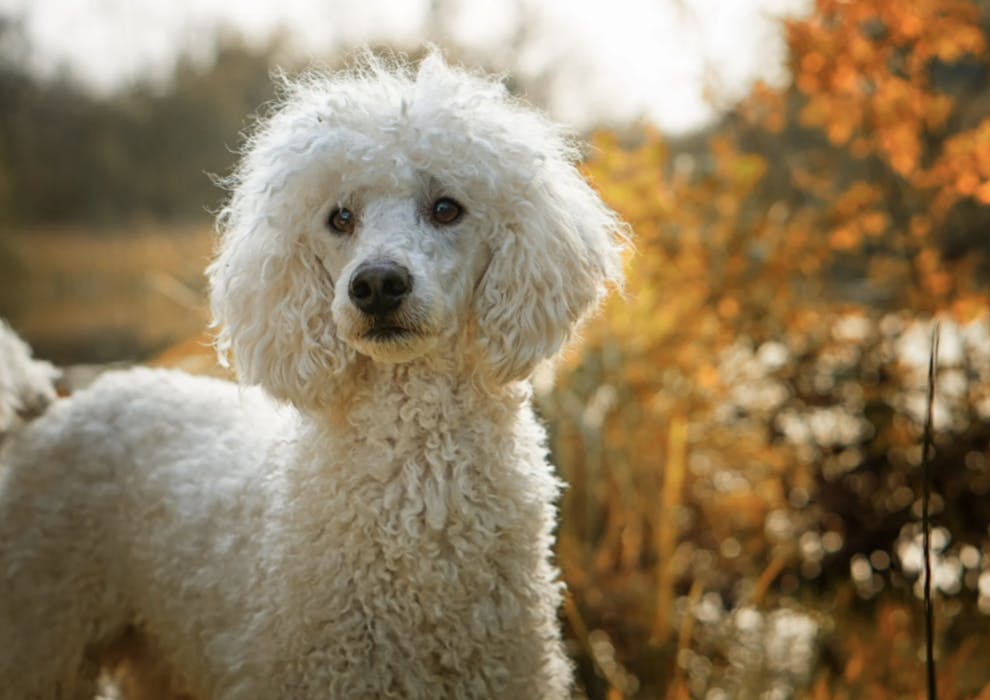 Caniche Royal Blanc qui pose devant les feuilles d'automne