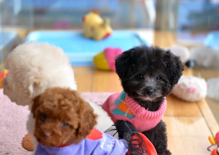 Deux petits caniches habillés