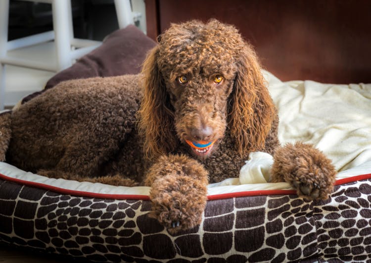 Caniche Royal couché dans son panier avec une balle dans la gueule 