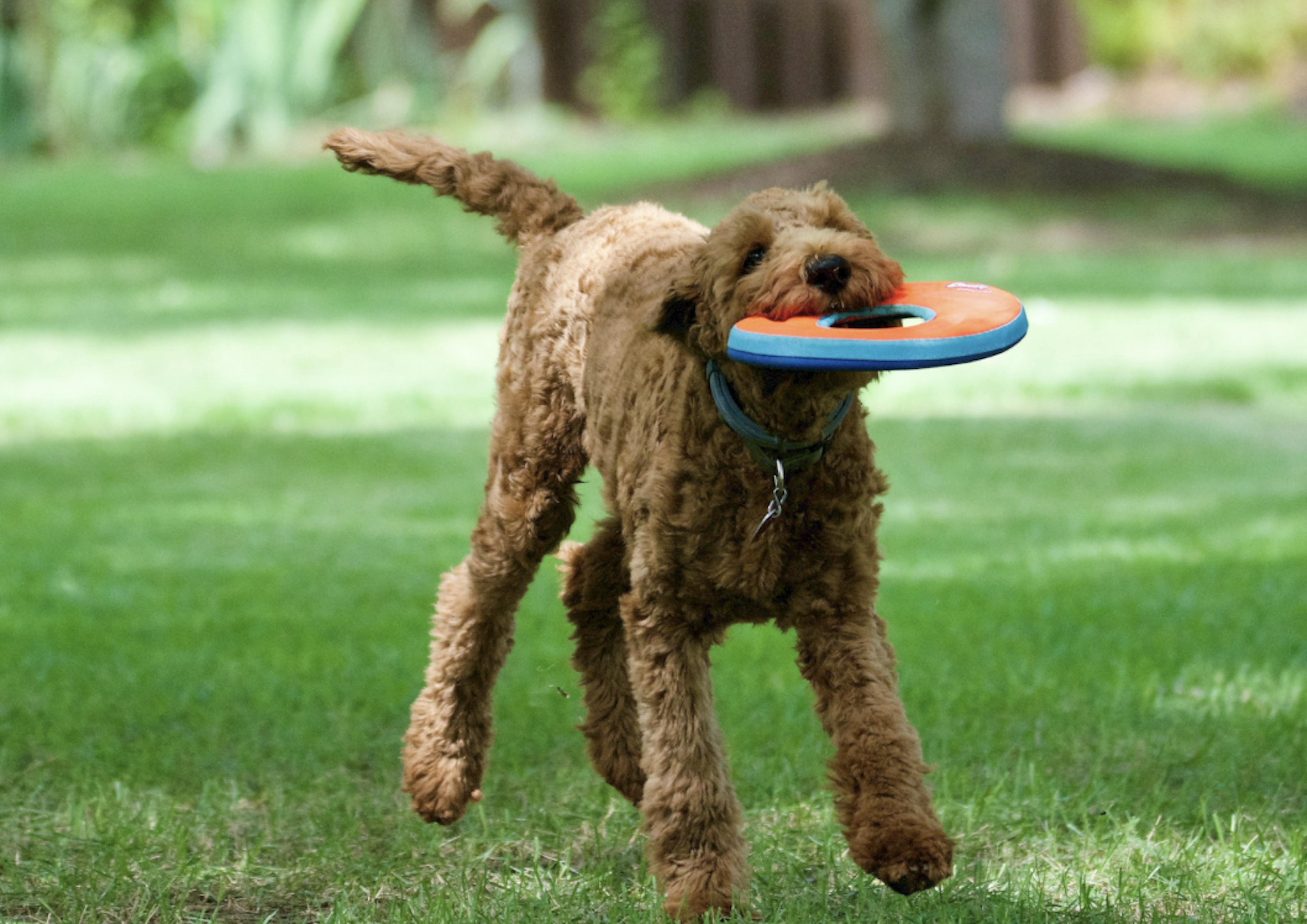 Caniche qui joue avec un Frisbee 