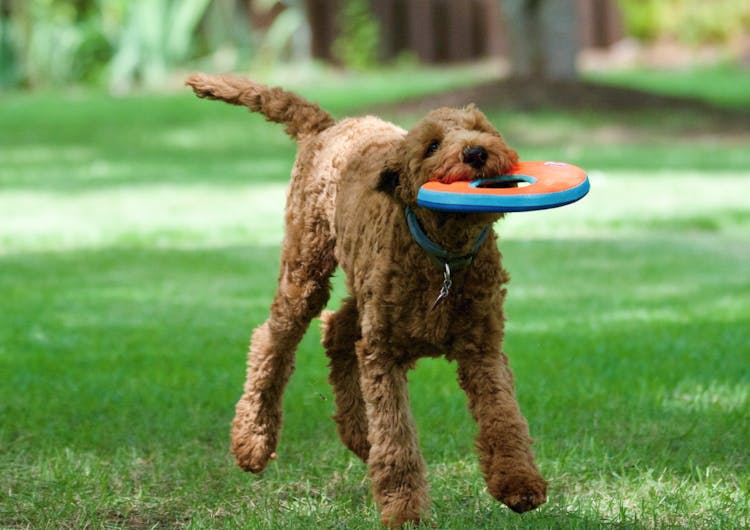Caniche qui joue avec un Frisbee 