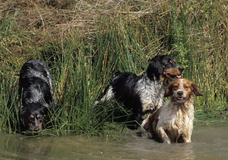 Trois Épagneuls en train de se baigner