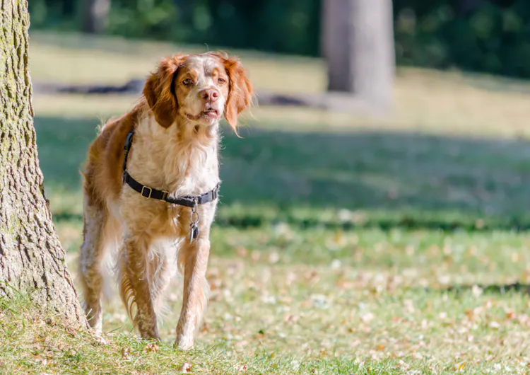 Épagneul dans un jardin