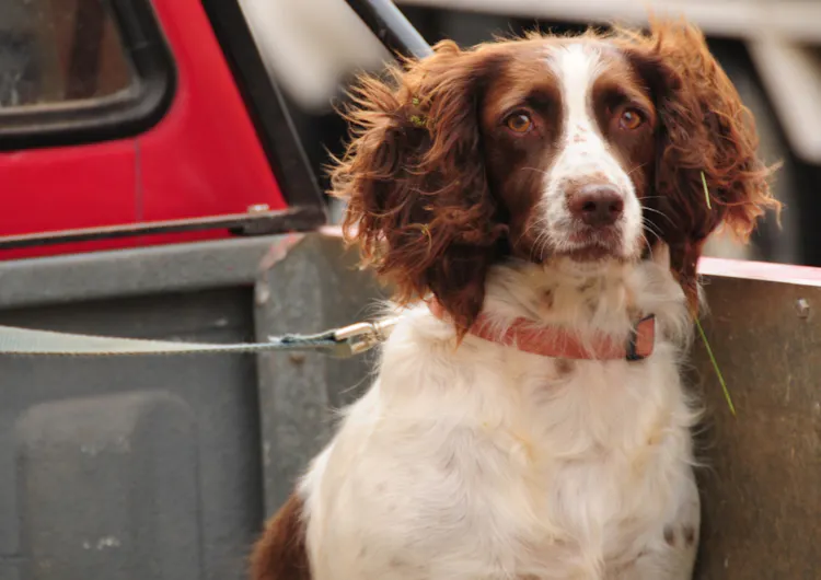 Épagneul Breton dans une voiture