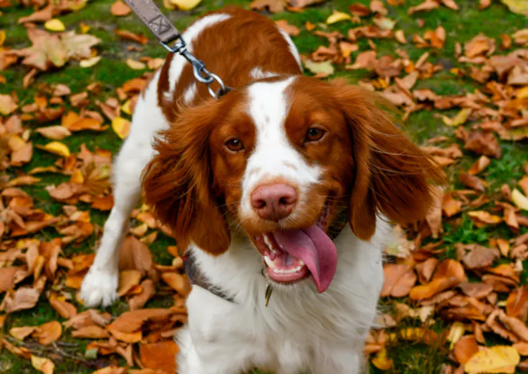 Épagneul qui tire la langue