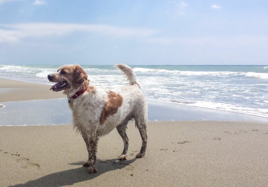 Épagneul sur la plage