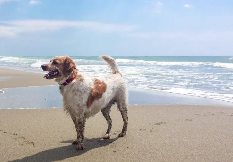 Épagneul sur la plage 