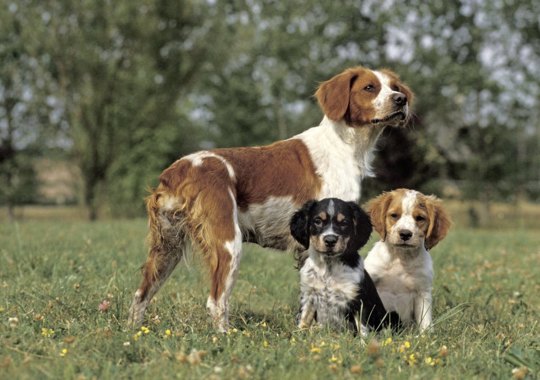 Maman Épagneul avec ses deux chiots