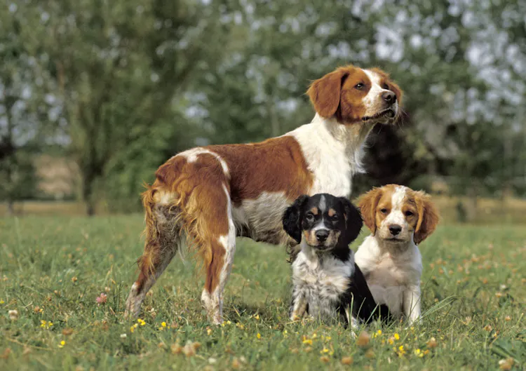 Maman Épagneul avec ses deux chiots
