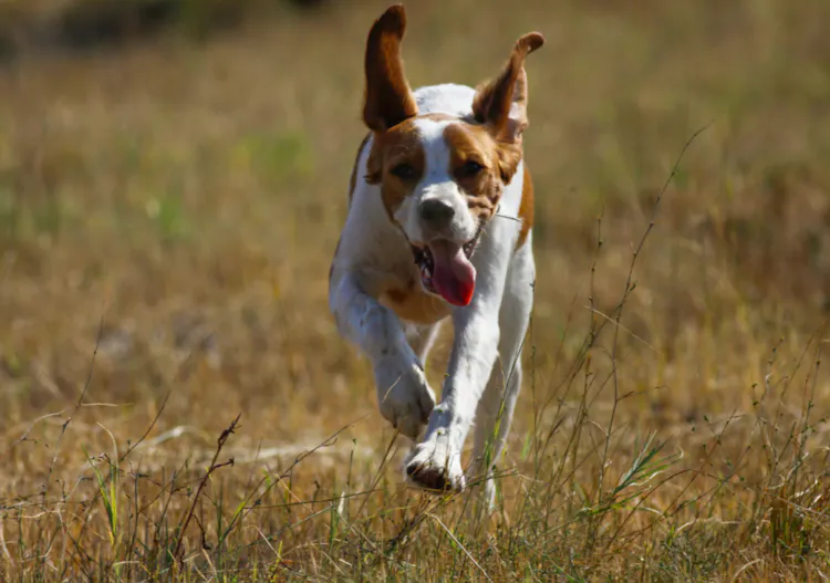 Épagneul qui court dans l'herbe