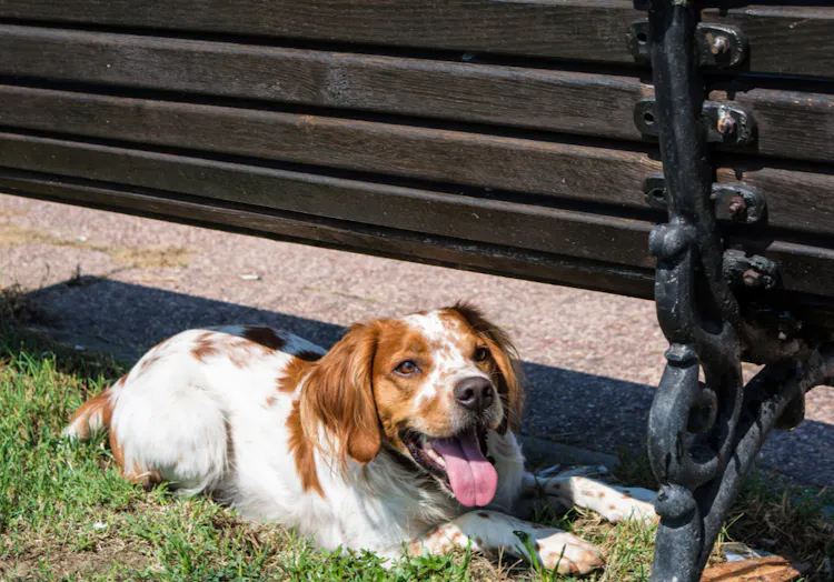 Épagneul couché sous un banc