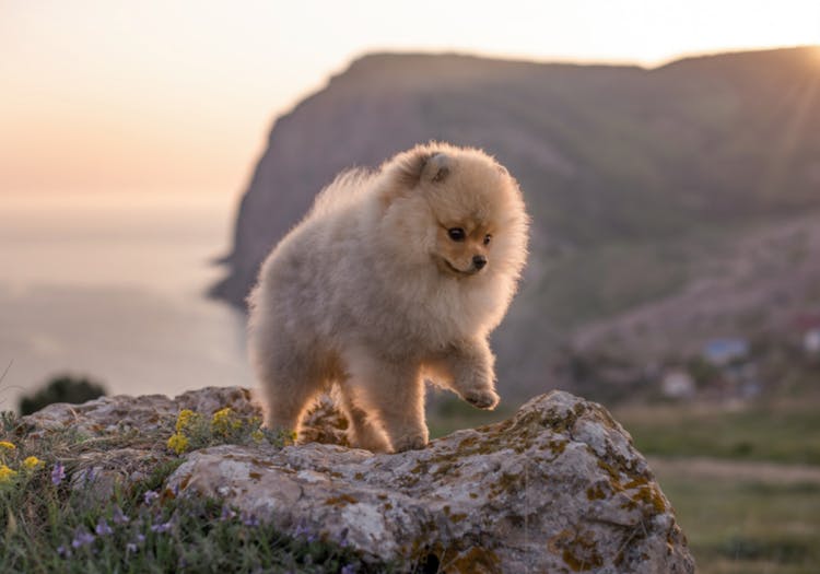 Loulou de Poméranie devant la plage sur une falaise