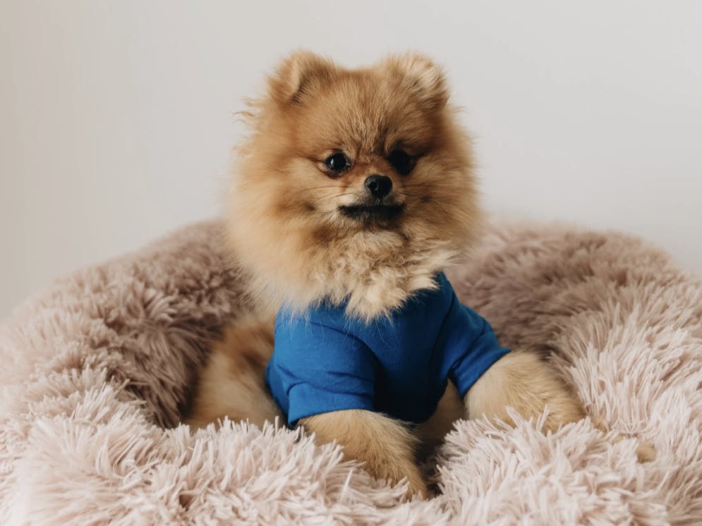 Petit Loulou de Poméranie dans un panier