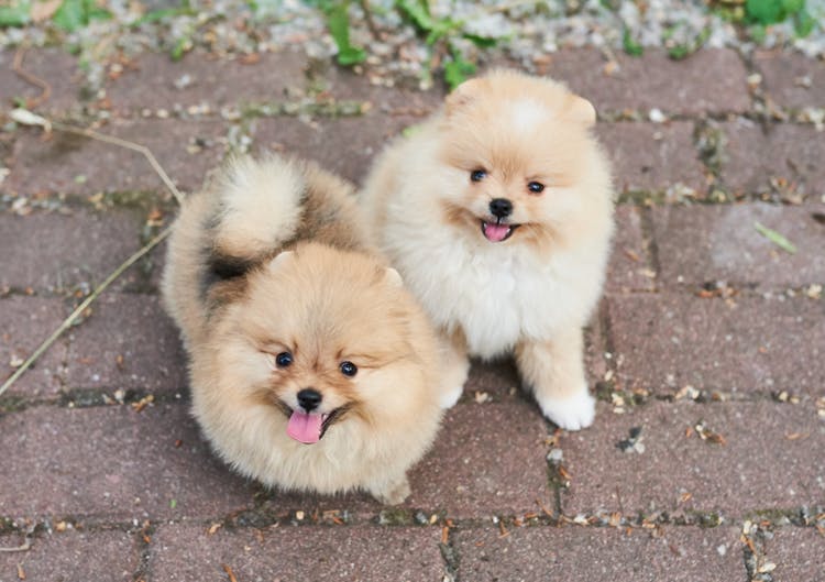 Deux Loulous assis l'un à côté de l'autre