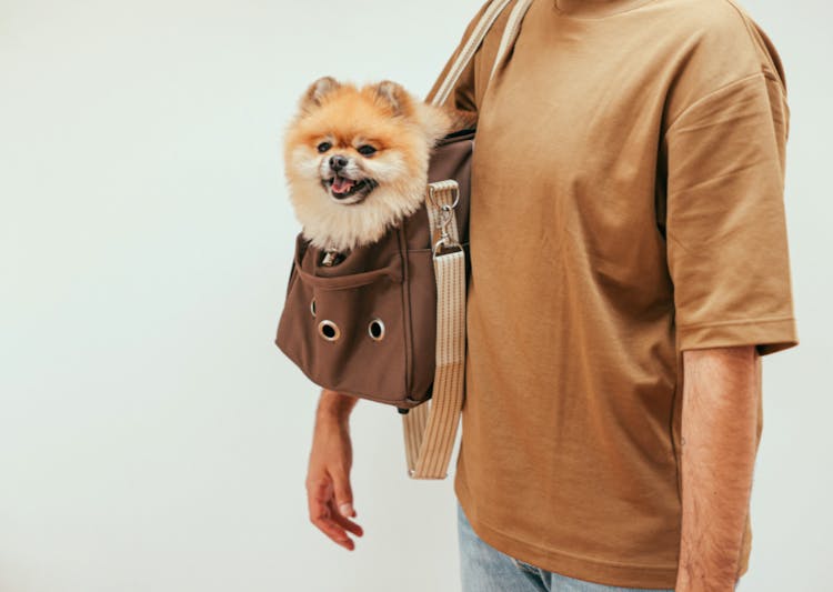 Homme qui porte son Loulou dans un sac