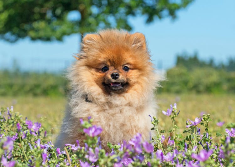 Loulou de Poméranie assis dans un champs de fleurs