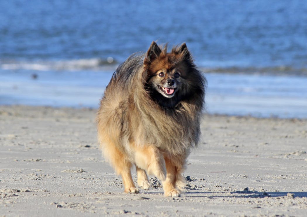 Loulou de Poméranie à la plage