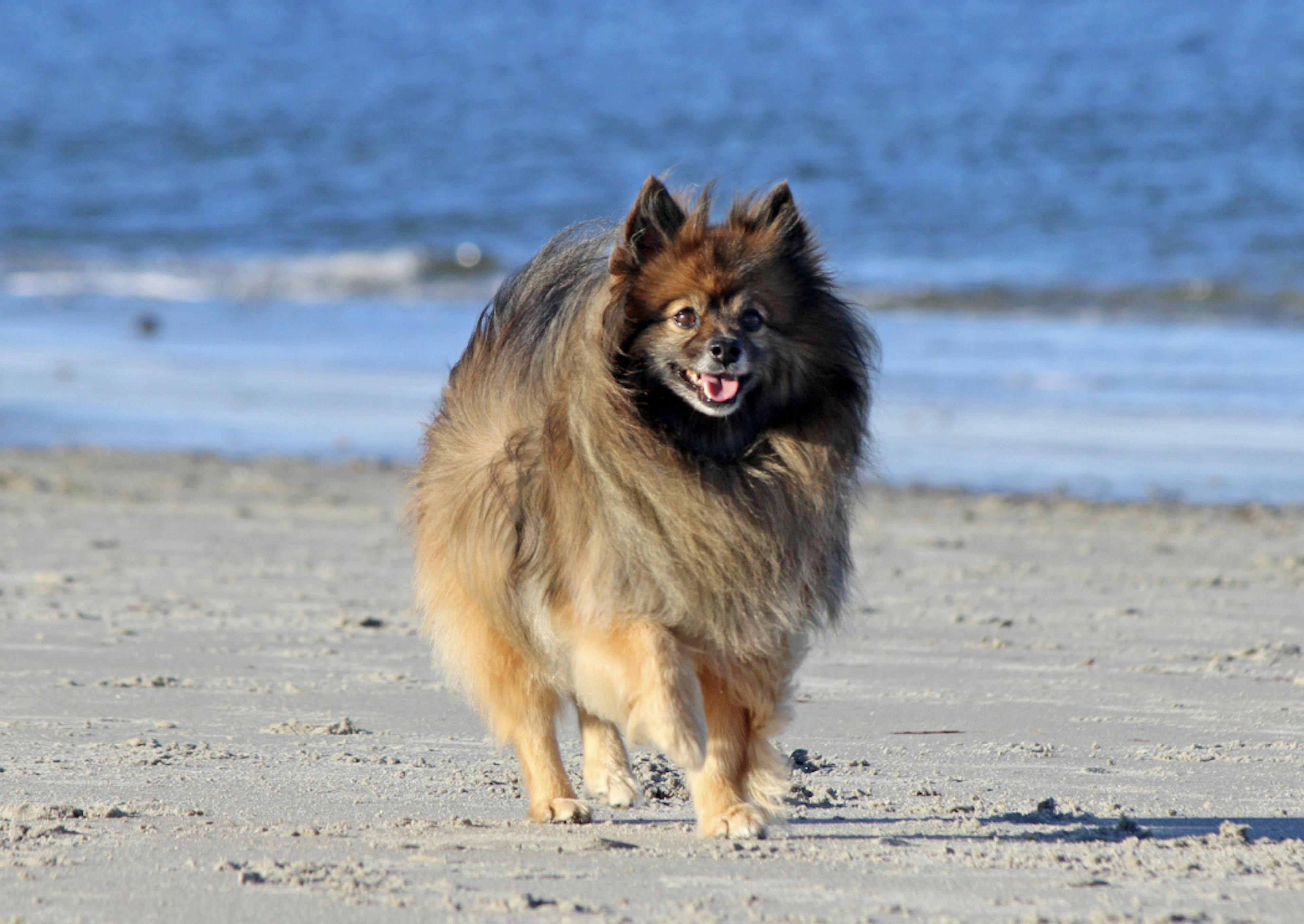 Loulou de Poméranie à la plage 