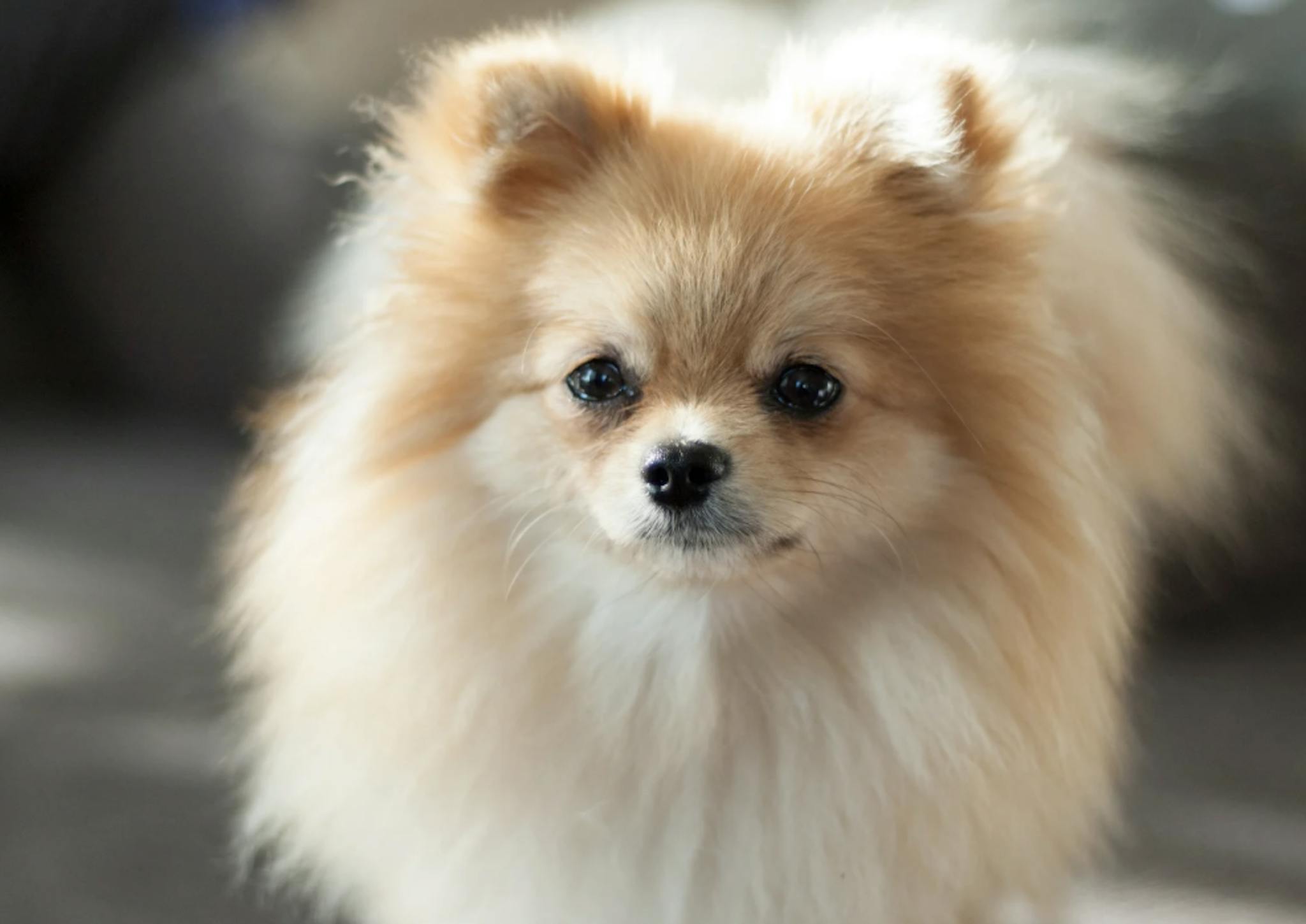 Visage d'un Loulou de Poméranie 