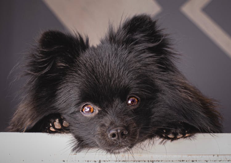 Tête d'un Loulou de Poméranie posé sur une marche d'escaliers 