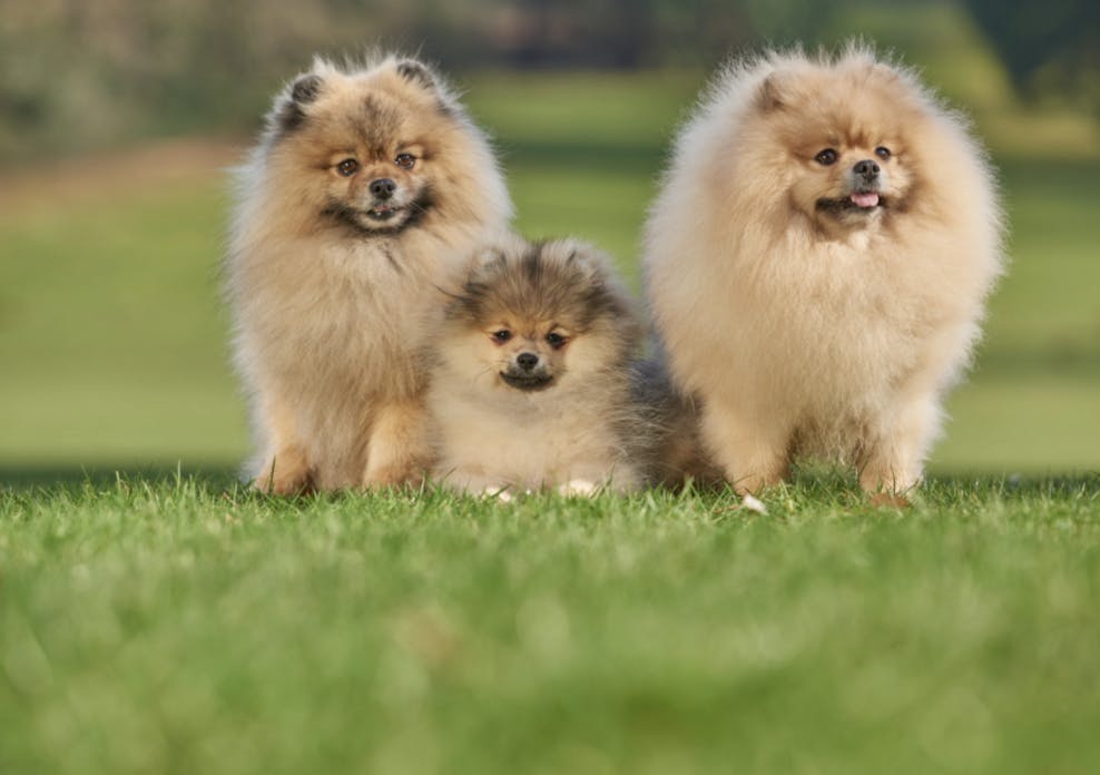 Trois Loulou assis dans l'herbe