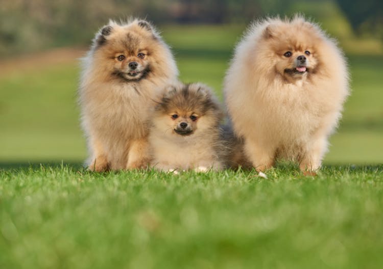 Trois Loulou assis dans l'herbe 