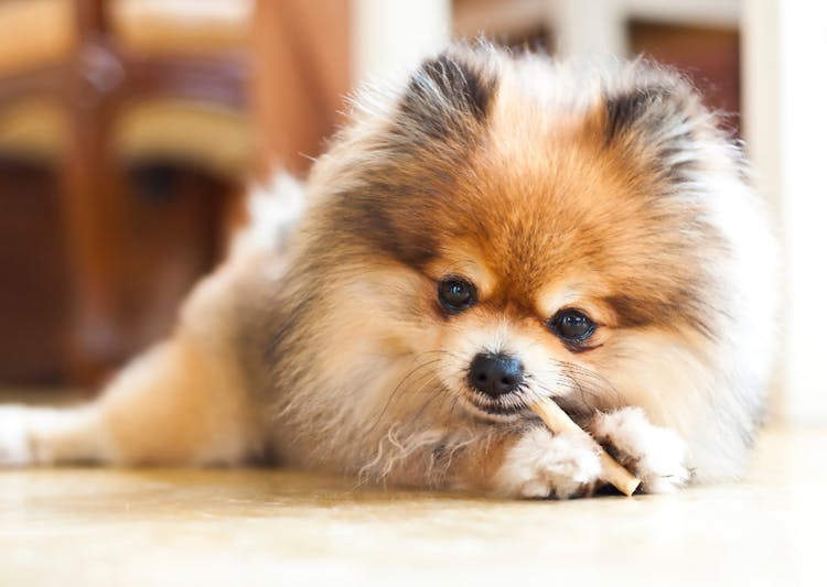 Loulou qui mange une mastication 