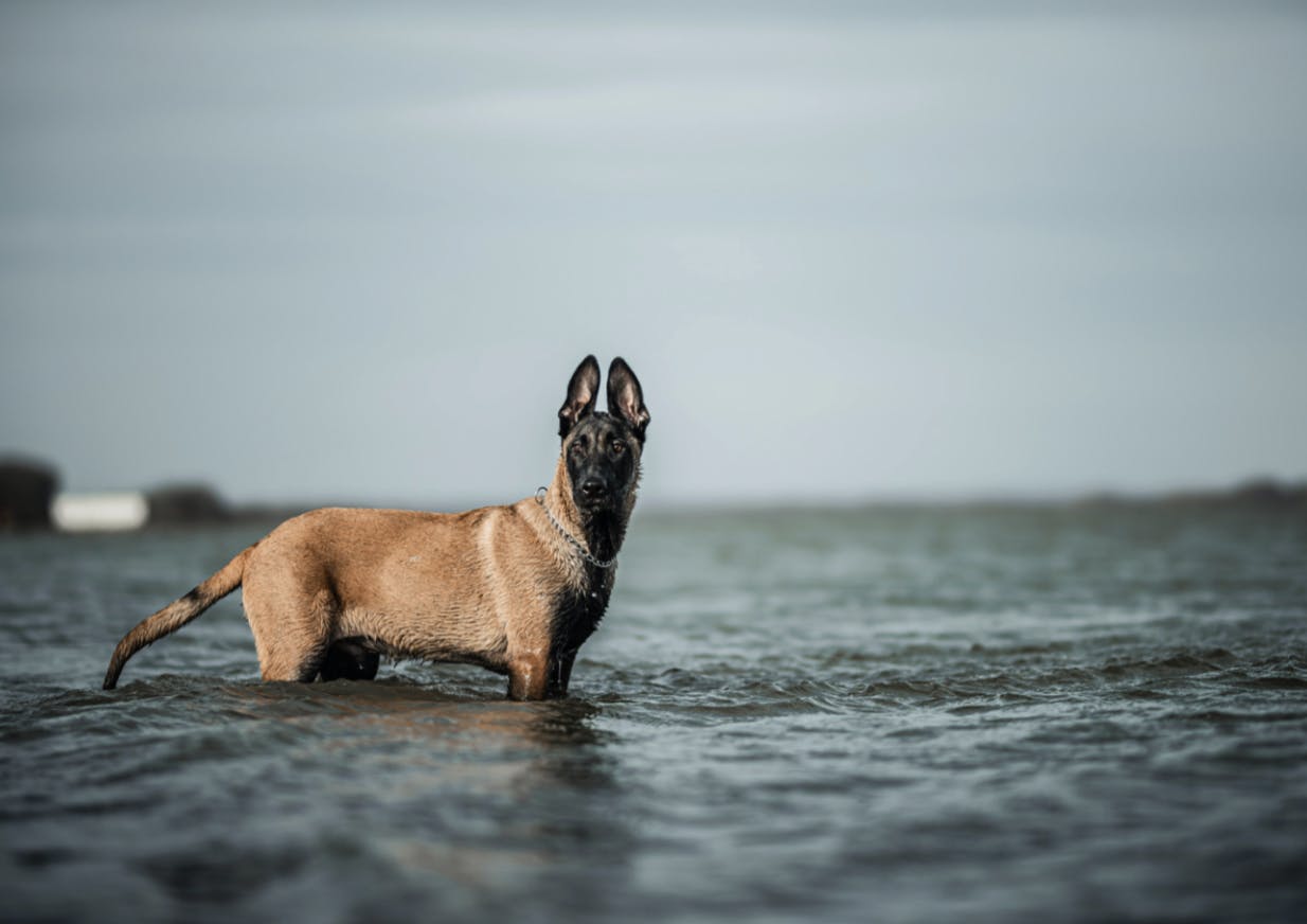 Malinois dans la mer
