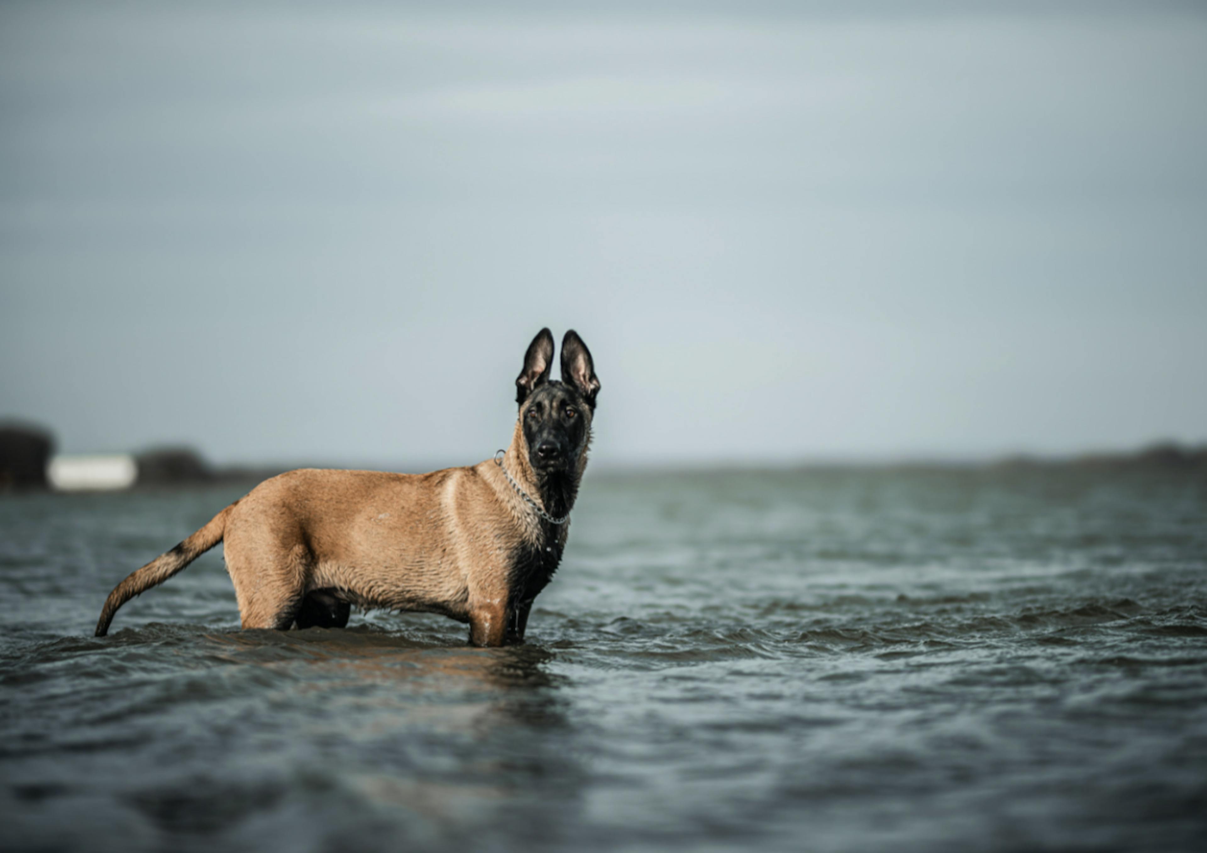 Malinois dans la mer 